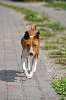 Red Basenji dog running along the road in the yard.
