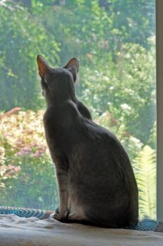 Oriental shorthair cat sits on the window.