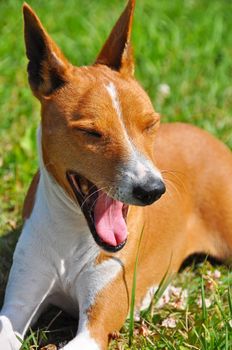 Red dog of breed of the Basenji lies on a green grass.