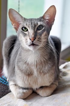 Oriental shorthair cat sits on the window.