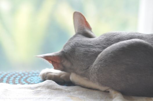 Oriental shorthair cat is sleeping on the window.