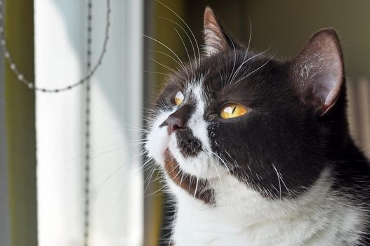 British Short hair cat with bright yellow eyes is sitting near the window