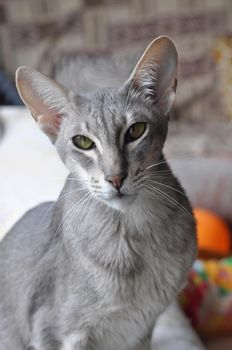 Oriental shorthair cat sits on the window.