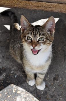 Tabby cat sitting under the table and asks to eat. Cat looking up.