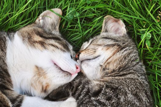 Two tabby cats are sleeping on the grass in love.