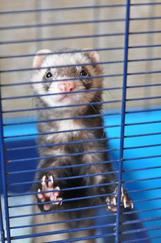 Black ferret with the white head in behind the cage bars.