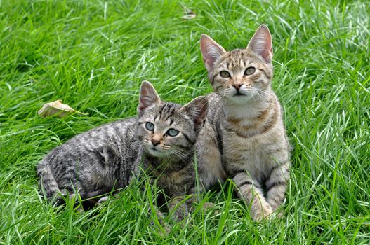 Two striped kittens sitting in the green grass