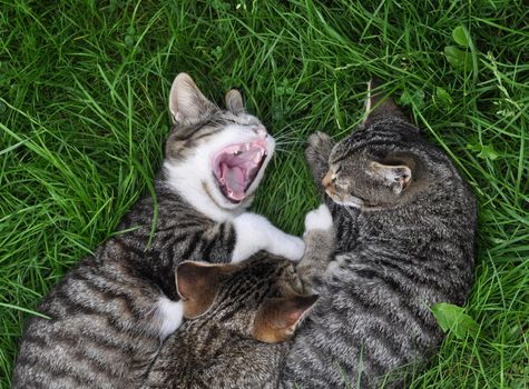 Three tabby cats are sleeping on the grass in love.