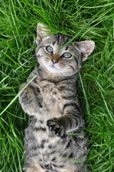 Tabby cat with green beautiful eyes lies on grass, top view
