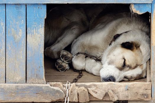 Sad view of an alone brown dog sleeping in the kennel - an old wooden house