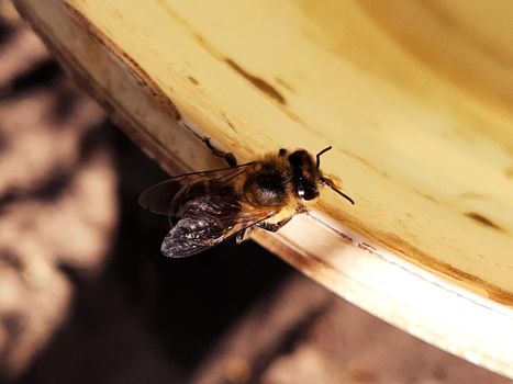 A bee drinks water from a plate in the garden close-up.