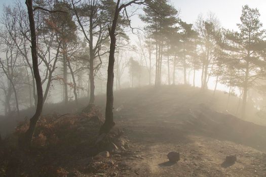 Beautiful landscape showing some trees among the fog