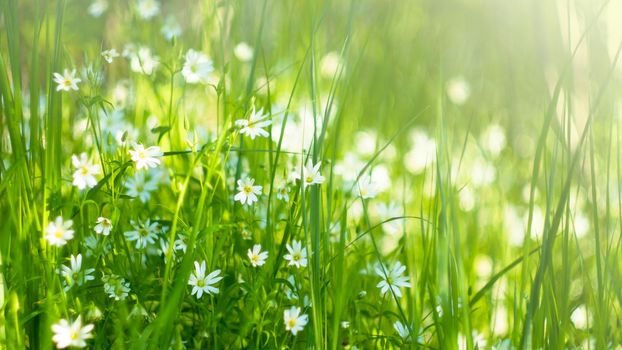 Meadow with meadow grasses and delicate white little flowers in the sunlight on a summer day. Soft focus, filters