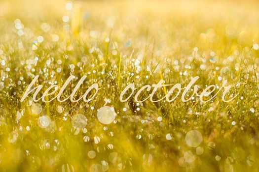 Autumn, fall banner with greeting Hello October, golden field with meadow grass, in sunset rays, copy space