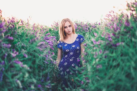 light-skinned European blonde young slim girl walks on tall grass overgrown with purple flowers. Women's blue short skin-tight dress with white daisy print.