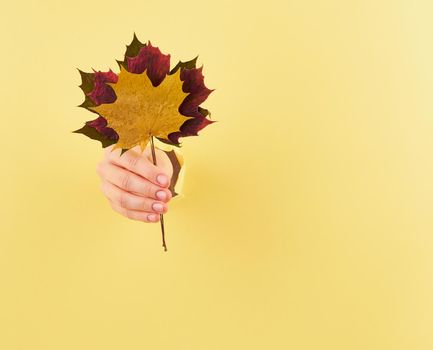 female hand showing a bunch of autumn leaves on yelow background copy space