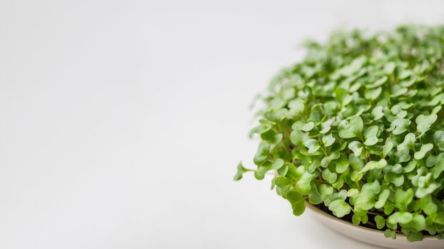 Horizontal banner with micro greens and copy space. Growing micro plants at home for health or vegan nutrition. Seed germination at home.