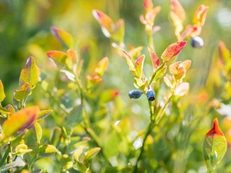 Blueberries in forest. Sunny autumn day. Autumn harvest of wild growing berries.