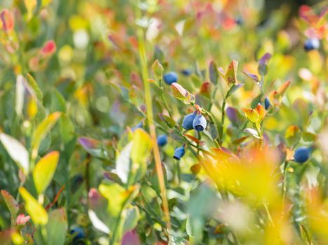 Blueberries in forest. Sunny autumn day. Autumn harvest of wild growing berries.