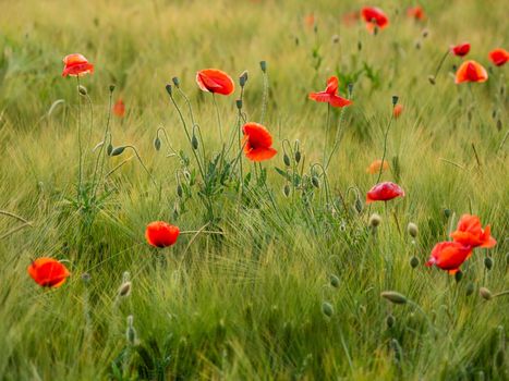 Red poppy flowers on field of rye. Green plants with red buds. Beautiful and fragile flowers at summer.