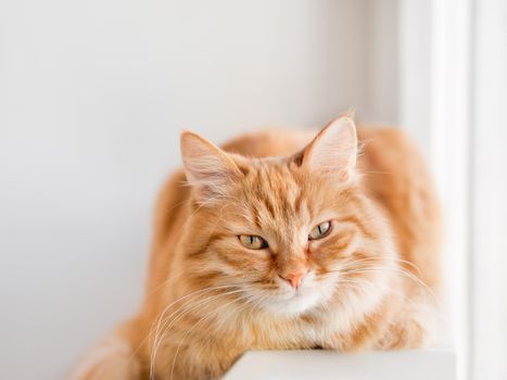 Cute ginger cat is lying on window sill. Fluffy pet has a nap on sunlight. Cozy home. Comfort and tranquility.