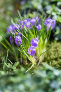 Purple crocus flowers makes the way through fallen leaves. Natural spring background.