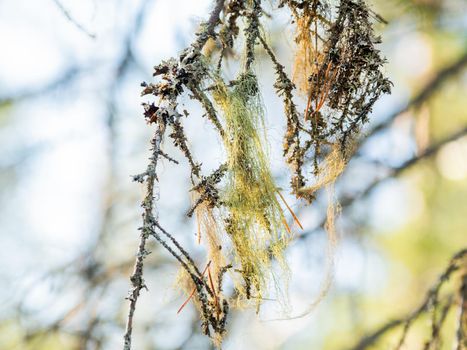 Usnea, mostly pale grayish green fruticose lichen. Natural and expert air purity indicator. Karelia, Russia.