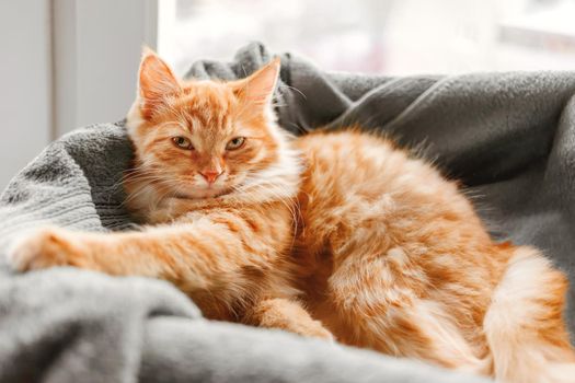 Cute ginger cat is sleeping in its bed. Fluffy kitten is comfortly lying on blanket .