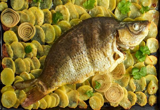 Baked carp, whole fish from the oven with sliced potatoes, parsley on large tray. Traditional European Polish dish, suitable for a Christmas table, top view, close up