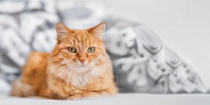 Cute ginger cat lying in bed. Fluffy pet comfortably settled to sleep. Cozy home background with copy space.