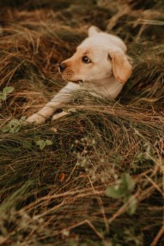 A little happy white puppy dog labrador walks in nature in the green grass.