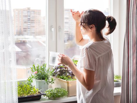 Woman is watering houseplants and microgreens on windowsill. Growing edible organic basil, arugula, microgreen of cabbage for healthy nutrition. Gardening at home.