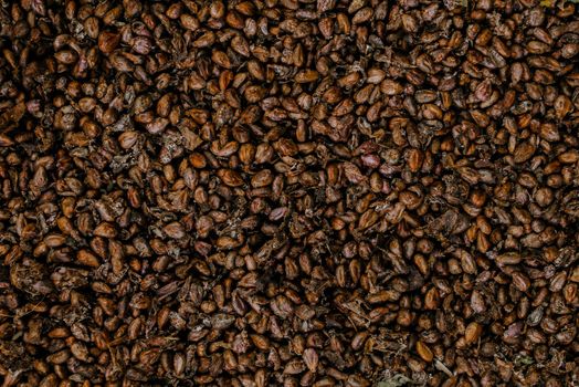 dried grape seeds. Close-up raw seeds surface as a background.