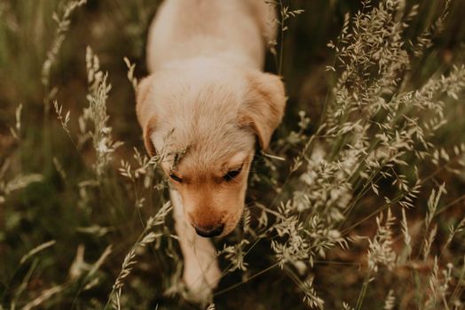 A little happy white puppy dog labrador walks in nature in the green grass.