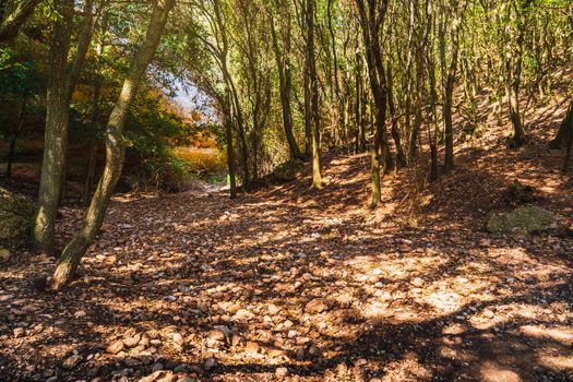 forest landscape, forest illuminated by the sunbems and blue sky. Mountain of Montserrat Spain. Mediterranean sight. warm weather, spring or summer season. holiday resort.