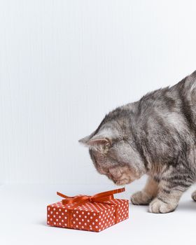 adorable kitten with red gift and ribbon on white background, concept on postcard, copy space vertical