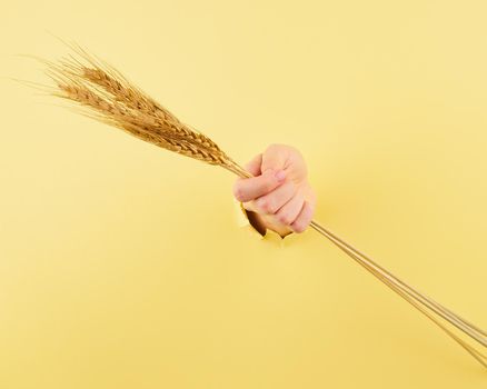 woman hand with spikelet in the bursted hole, the concept of strength of agriculture