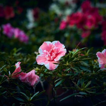 Moody flowers of Azalea, large pink buds on dark green background, copy space