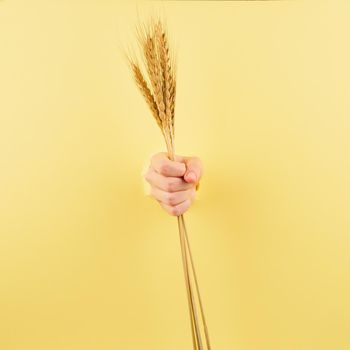 female hand with spikelet on yellow background, the concept of strength of agriculture