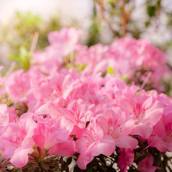 Flowers bloom azaleas, pink rhododendron buds on green background