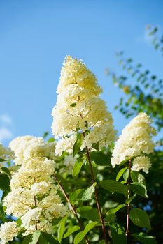 White hydrangea paniculata in summer, blue sky background