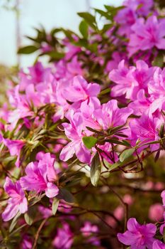 Flowers bloom azaleas, pink rhododendron buds on green background. Spring backdrop, vertical