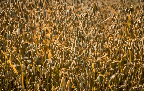 oat field on background, rustic and rural countryside view, agriculture at farm