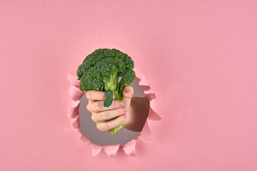 Concept of choosing healthy lifestyle, broccoli as a symbol of wellness on pink background with a ripped hole, closeup