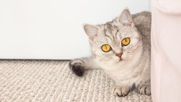 beautiful silver tabby shaded british shorthair cat with yellow eyes looking at camera with copy space.