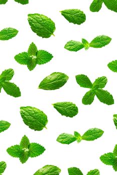 Background of fresh mint leaves on white backdrop for packaging design. peppermint abstract background.