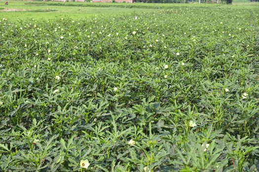 green colored lady finger firm for harvest