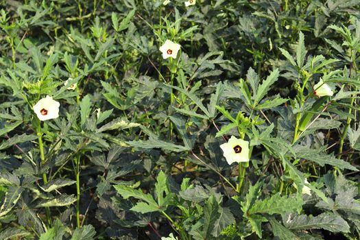 green colored lady finger firm for harvest