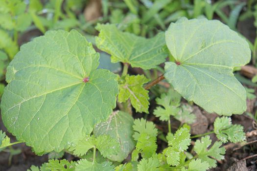 green colored lady finger firm for harvest