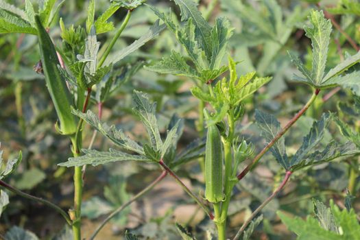 green colored lady finger on tree in firm for harvest